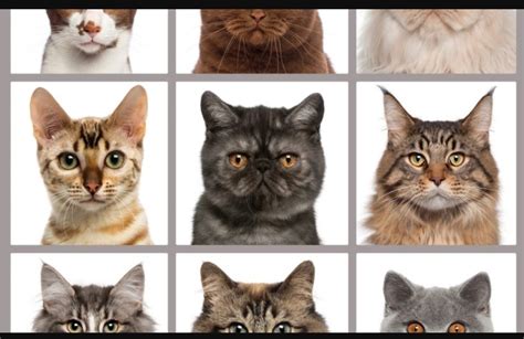 Как узнать породу кота кошки или котенка по внешним признакам