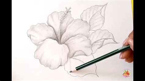 Dibujos A Lápiz Como Dibujar Una Flor Hibiscus How To Draw A Flower