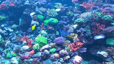 Jewel Of The Sea Aquariums At Seaworld Youtube