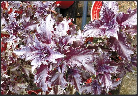 Basil leaves and flowers on the branch. Doo Guan Nursery: Herbs