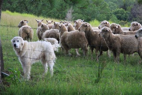 The 8 Most Outstanding Breeds Of Sheep Dog Know Which Are