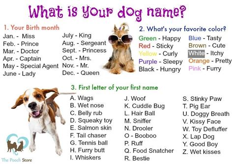 What Is Your Dog Name Dog Names Funny Dog Names Silly Names