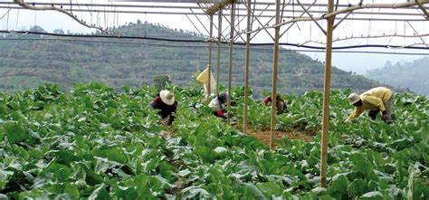 The natural farm health team have over 20 years' experience in selling natural health products for animals, birds and crops. Mesmerizing ZenXin Organic Park: Malaysia's Largest ...