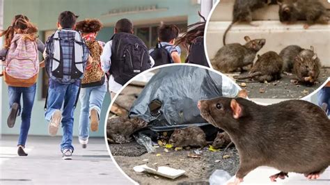 Primary School Forced To Call In Pest Control As Rats Invade Premises