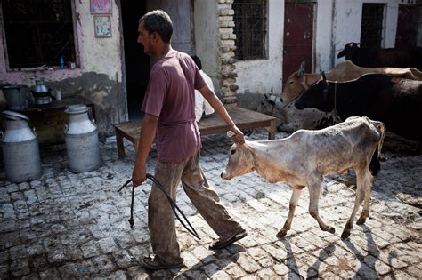 Cow Thefts On The Rise In India The New York Times