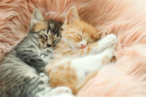Cute Little Kittens Sleeping On Furry Blanket Stock Photo Image Of