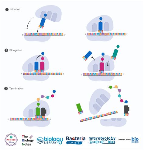Protein Synthesis Translation Definition Enzymes Steps Inhibitors