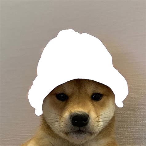 Dogwifhat Template Transparent Png Dogwifhat Know Your Meme
