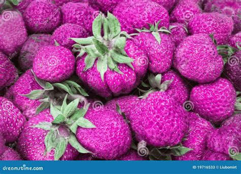 Pink Strawberry Stock Image Image Of Creative Berry 19716533