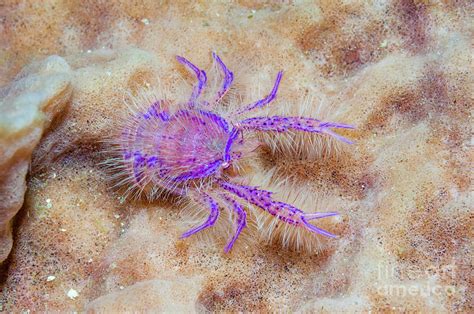 hairy squat lobster on sponge photograph by georgette douwma science photo library fine art