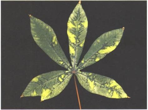 Crispr Tackles Deadly Cassava Mosaic Virus Disease Genetic Literacy