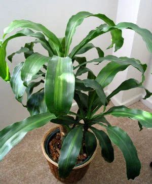 Indoor Plants - Long Leafed Plants Service Provider from New Delhi
