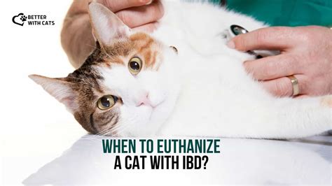 How To Know When To Euthanize A Cat With Ibd