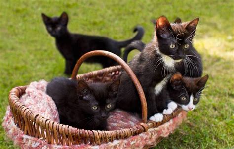 Ihr sagt eurem kind, was gut für es ist, weil nur ihr es wisst. Katzenbabys abgeben - das richtige Abgabealter für Kitten ...