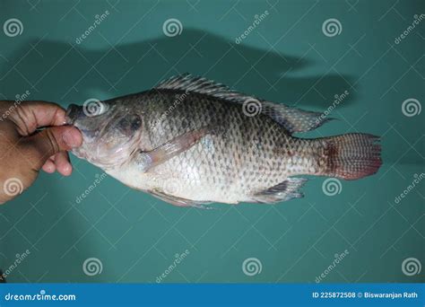 Big Tilapia Mossambicus Fish In Hand Invasive Tilapia Fish In Hand