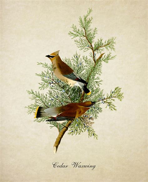 Botanical Bird Print Cedar Waxwing Vintage Natural History Etsy