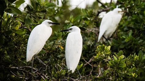 Group Of White Cattle Egret Birds Perched Atop Tree Branches In A