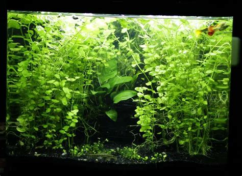 However, many people still plant it in their gardens because it makes nice ground cover. 6 Lloydiella Golden Creeping Jenny plant Easy Aquarium ...