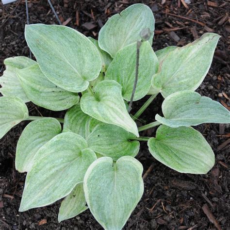Hosta Vermont Frost Buy Plantain Lily At Coolplants