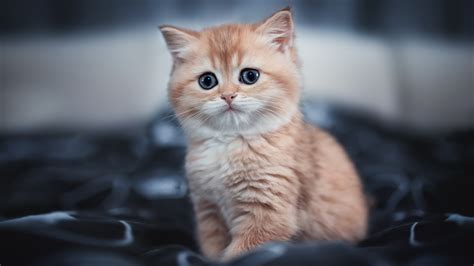 Cute Kitten 4k Hd Animals 4k Wallpapers Images Backgrounds Photos And Pictures