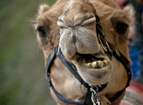 Descalifican De Un Concurso De Belleza A 12 Camellos Por Llevar Botox