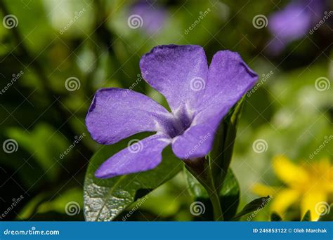 Beautiful Purple Flowers Of Vinca On Background Of Green Leaves Vinca