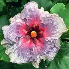 Or they lay their eggs in the flower buds, making the buds fall off before opening. hibiscus plant for sale - Google Search in 2020 | Hibiscus ...