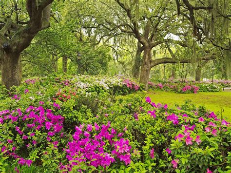 Maybe you would like to learn more about one of these? luffy wallpaper: Spring Garden wallpaper