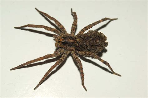 House California Spiders Identification Chart Dulcie Whaley