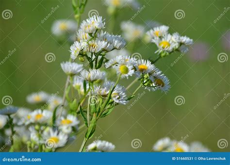 blue fleabane wildflowers and wild grasses in the arizona desert horizontal royalty free stock