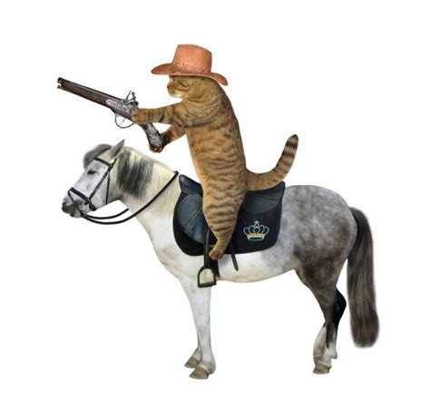 540 Cat Riding Horse Stock Photos Pictures And Royalty Free Images Istock