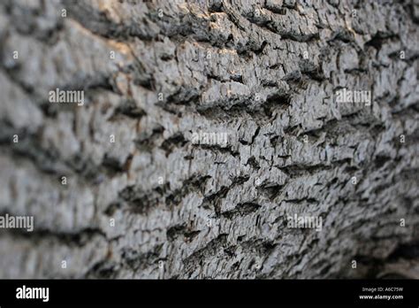 Ash Tree Bark Abstract Close Up Landscape Full Colour Stock Photo