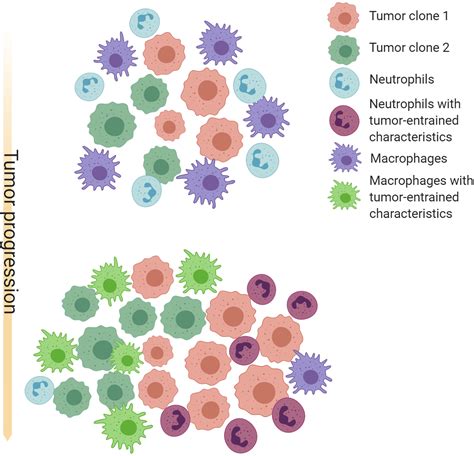 Frontiers Tumor Associated Neutrophils And MacrophagesHeterogenous