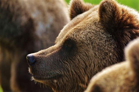 Free Images Wildlife Zoo Mammal Fauna Brown Bear Close Up Wild
