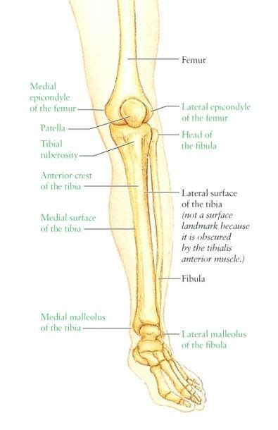 License image the bones of the leg are the femur, tibia, fibula and patella. Leg Bone Diagram : Labelled Bones Leg Images Stock Photos Vectors Shutterstock - Download 2,751 ...