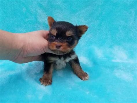 It's also free to list your available puppies and litters on our site. Cute Teacup Yorkie Puppies Available For Sale!!! - Saint Petersburg - Animal, Pet