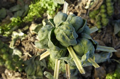 How To Grow Brussels Sprouts Plants