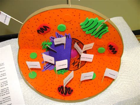Cell Model Project Deadline Friday 9302011 Using The 6 Th Grade