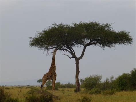 Giraffe Eating An Acacia Tree The Iconic African Photo Photo