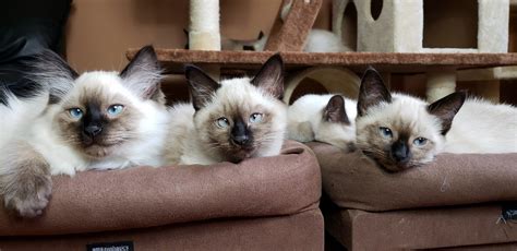 Balinese Cats For Sale Brooklyn Ny 312050 Petzlover