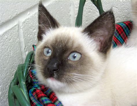 Siamese Or Siamese Mix Cats Flickr