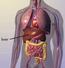 The human body contains five organs that are considered vital for survival: Acute Liver Failure | Columbia University Department of Surgery