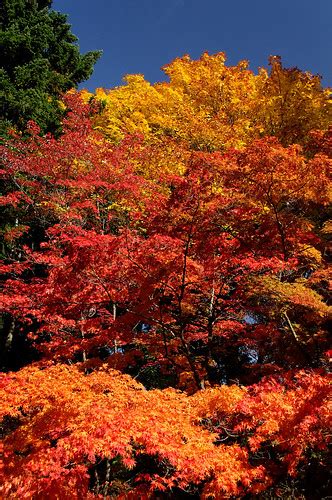 Fall Color Japanese Maples Japanese Maples Turning Fall Flickr