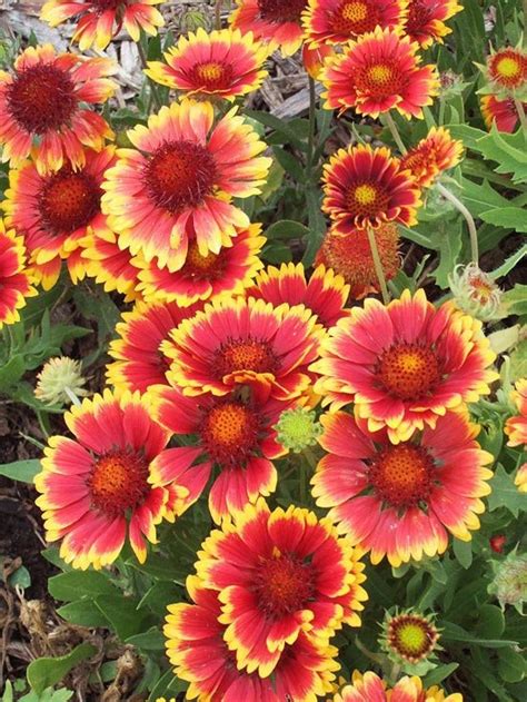 Jc raulston arboretum tour was done in march 2021. Brilliant Blanket Flowers - 7 Oh-so-Pretty Perennials to ...