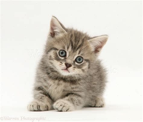 Grey Tabby British Shorthair Kitten Photo Wp20690