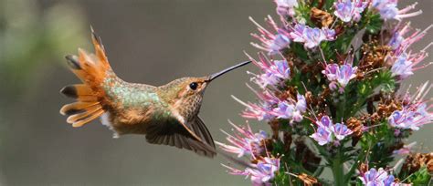 Hummingbirds Nature In Novato
