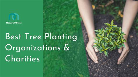 10 Best Tree Planting Organizations And Charities In 2022 Nonprofit Point