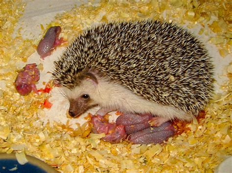 Watch Me Grow Baby Hedgehogs Growing Up — Hamor Hollow Hedgehogs
