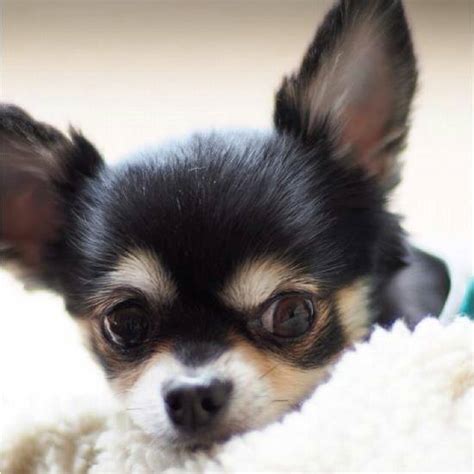 We are a reputable chihuahua breeder and strive to offer only quality genetically tested akc chihuahua pups. Chihuahua Rescue UK, Adopt, Don't Shop! » Gallery