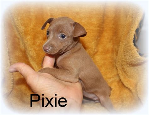 Miniature Pinscher Min Pin Puppies For Sale